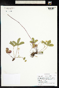 Fragaria virginiana image