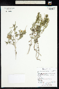 Mentzelia albicaulis image