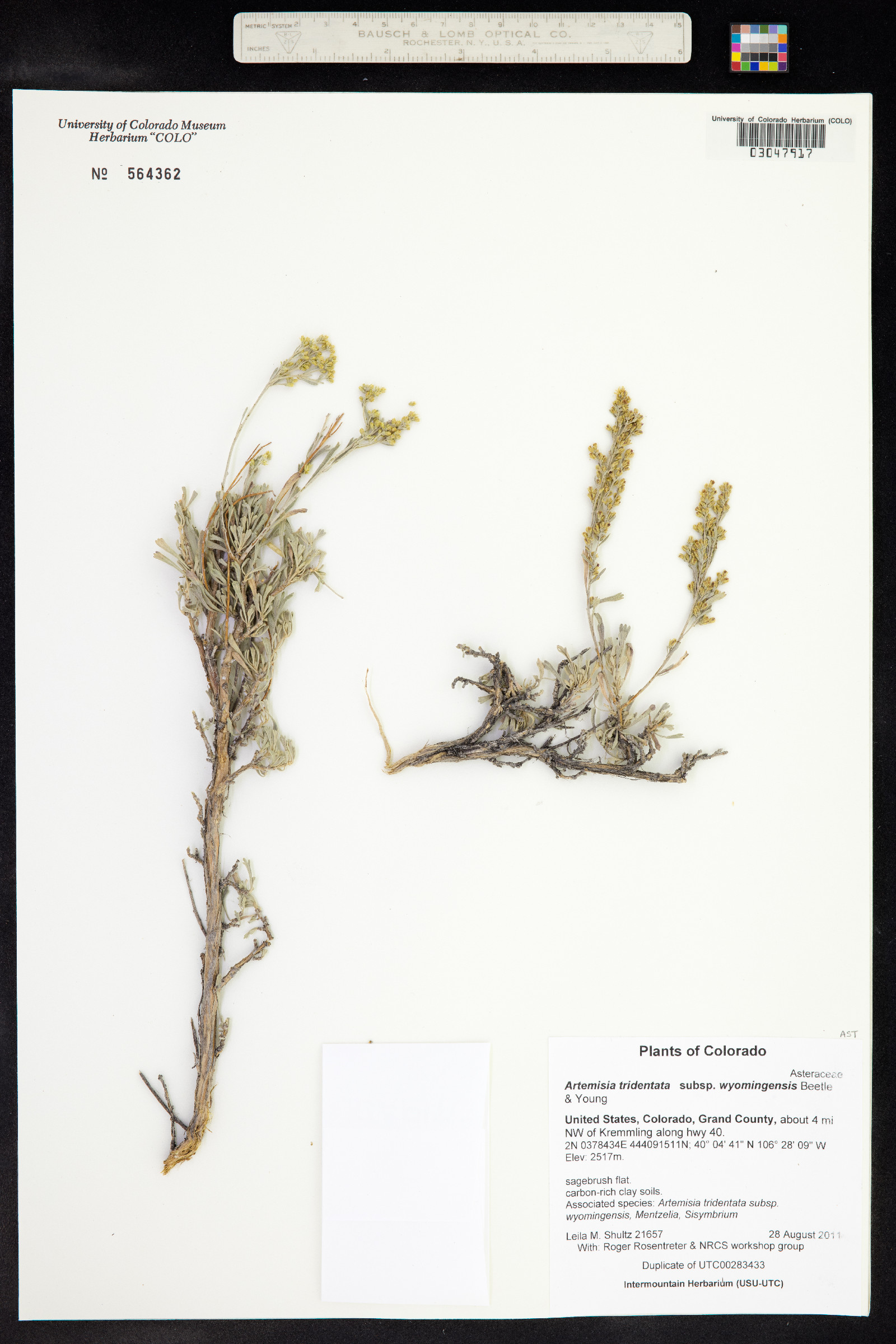 Artemisia tridentata ssp. wyomingensis image