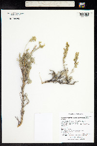 Artemisia tridentata image