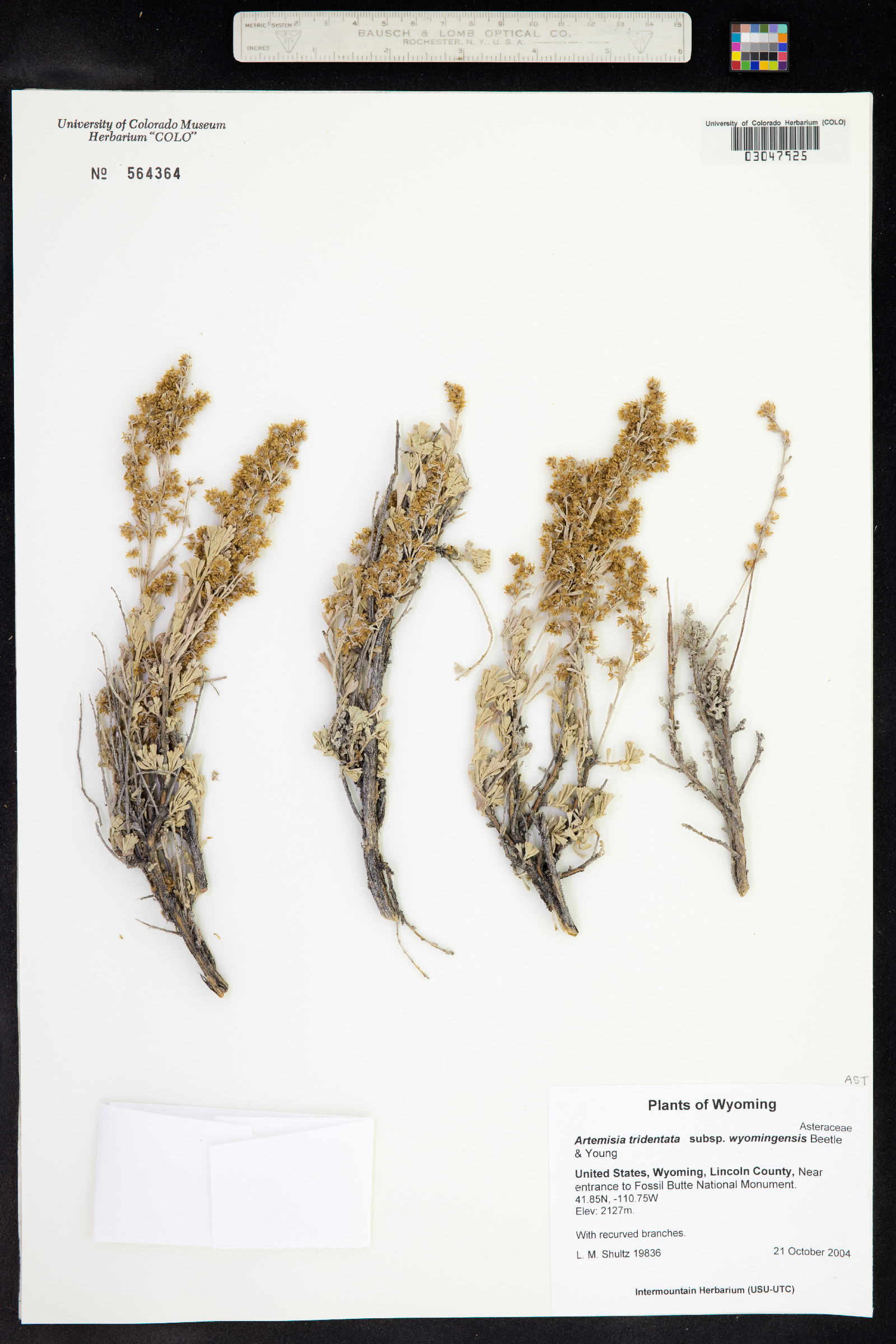 Artemisia tridentata ssp. wyomingensis image