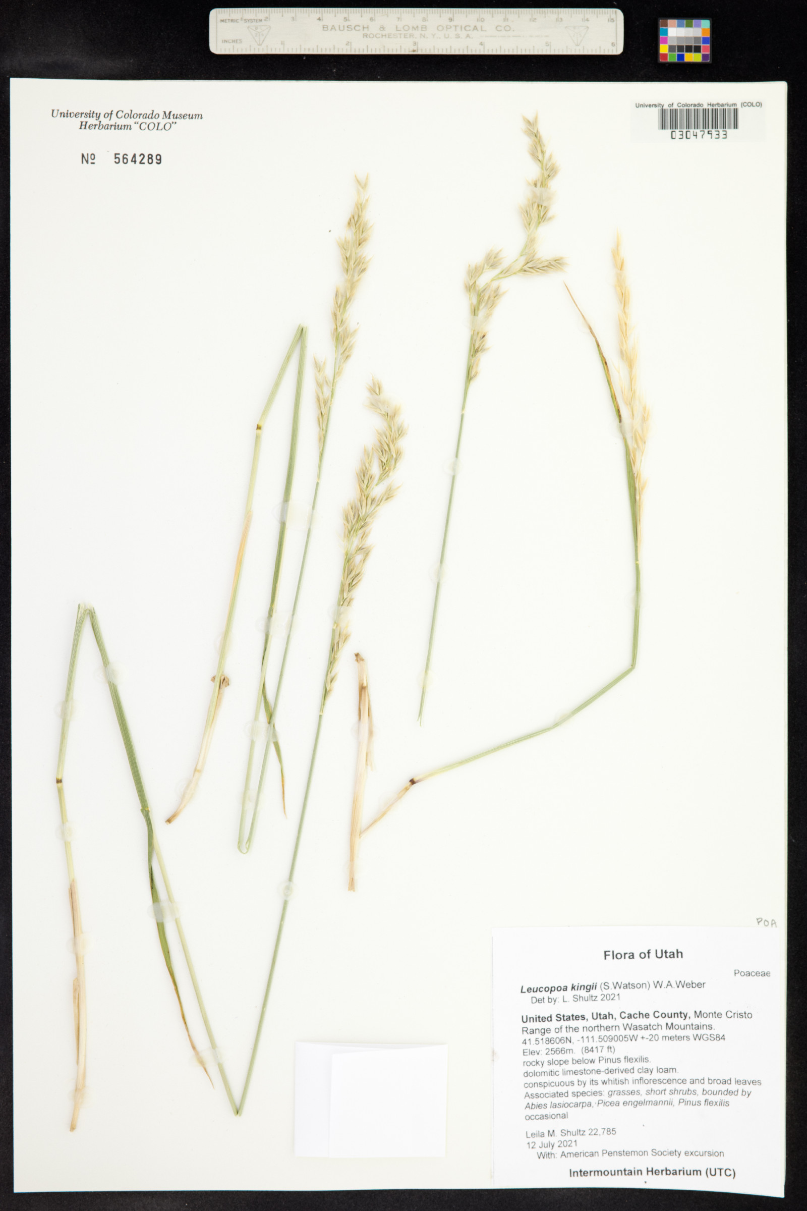 Leucopoa kingii image