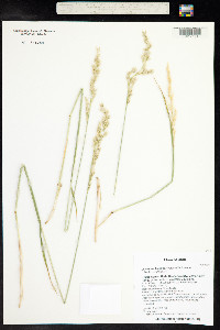 Leucopoa kingii image