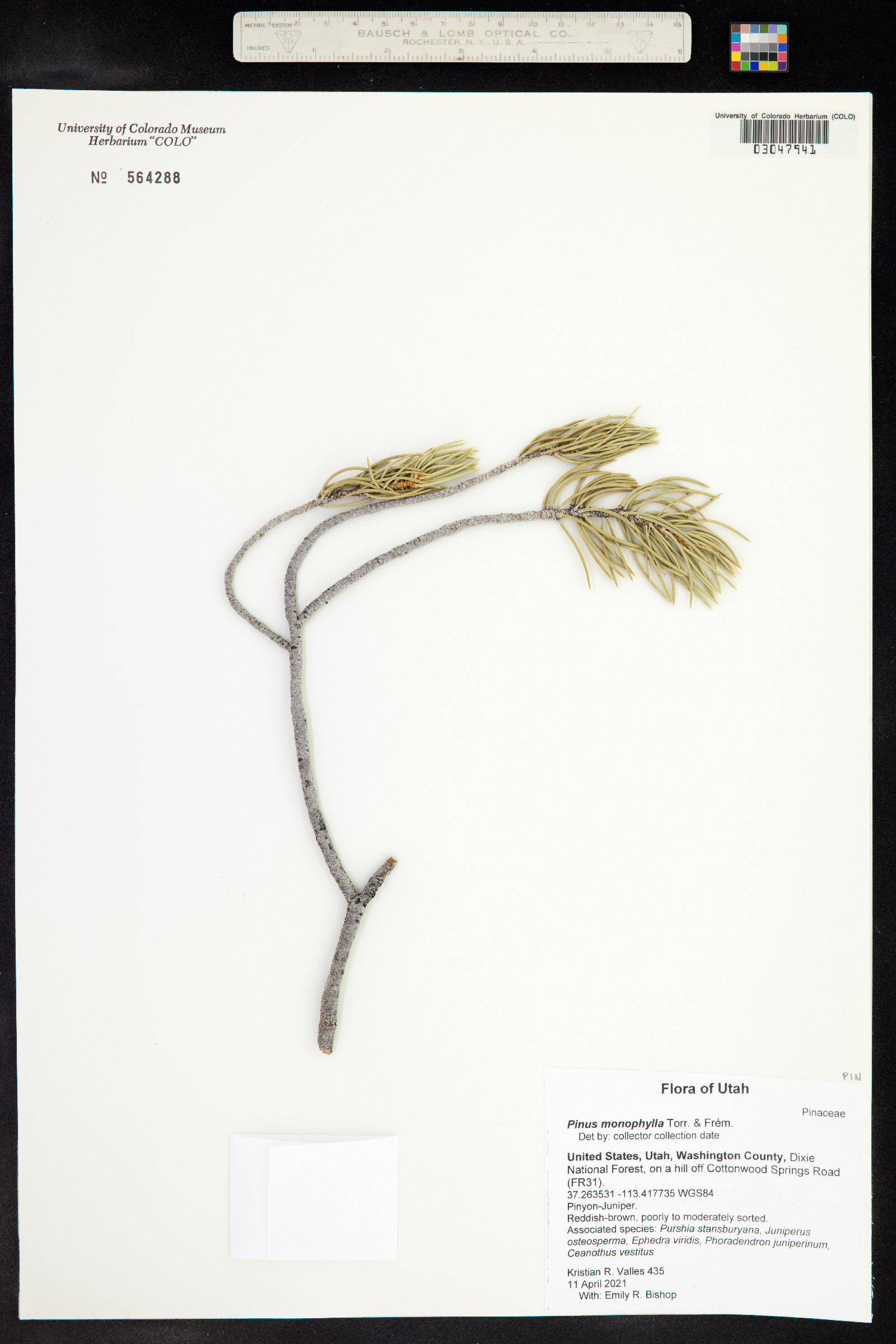 Pinus monophylla image