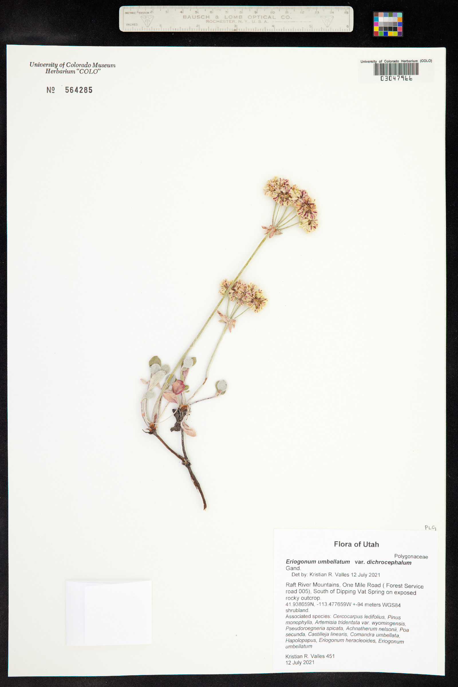 Eriogonum umbellatum var. dichrocephalum image