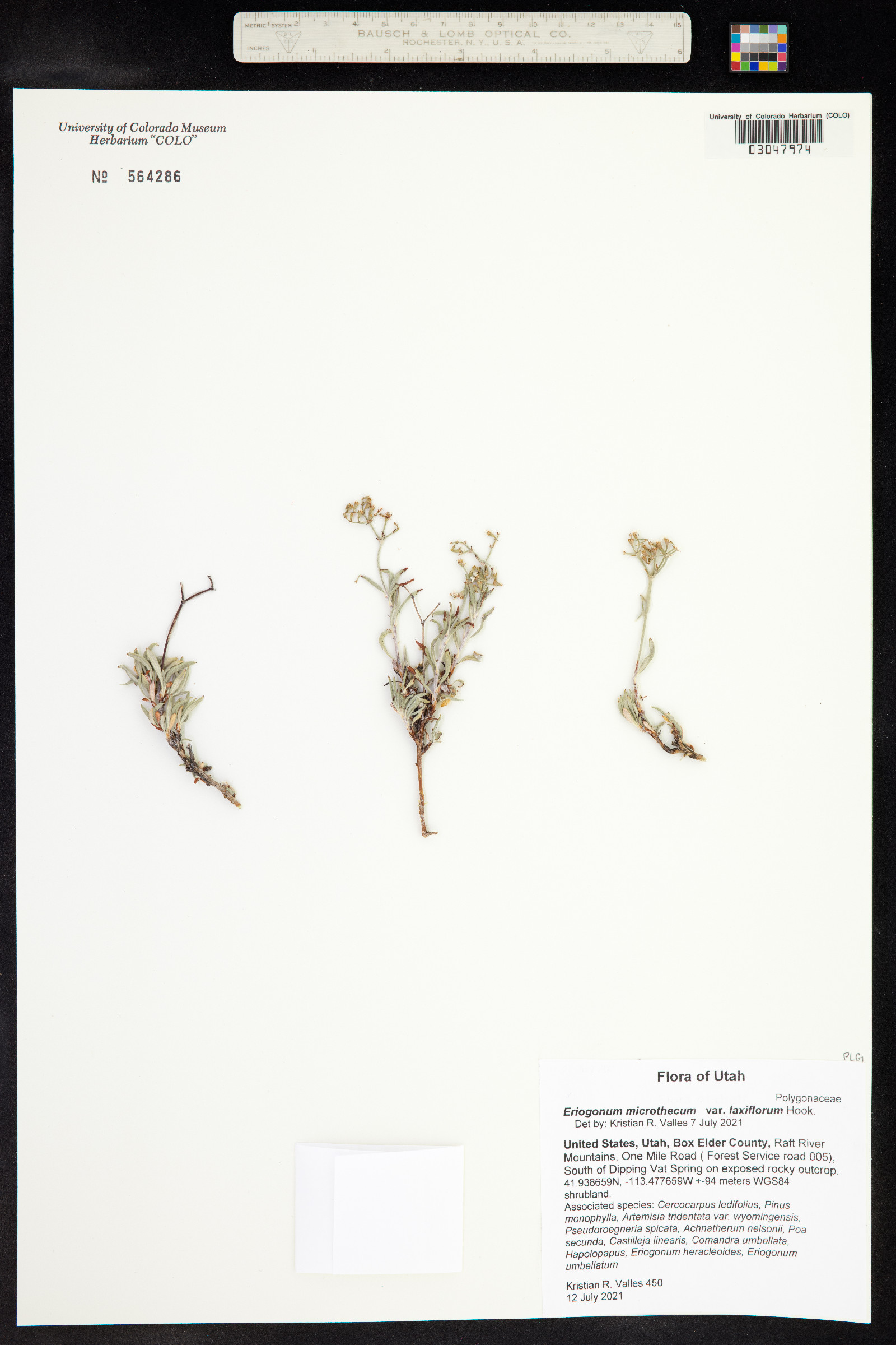 Eriogonum microthecum var. laxiflorum image