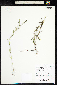 Cryptantha torreyana image
