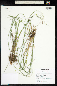 Carex utriculata image