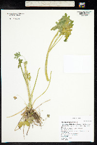 Ranunculus macounii image