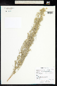 Artemisia cana image