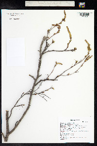 Betula occidentalis image