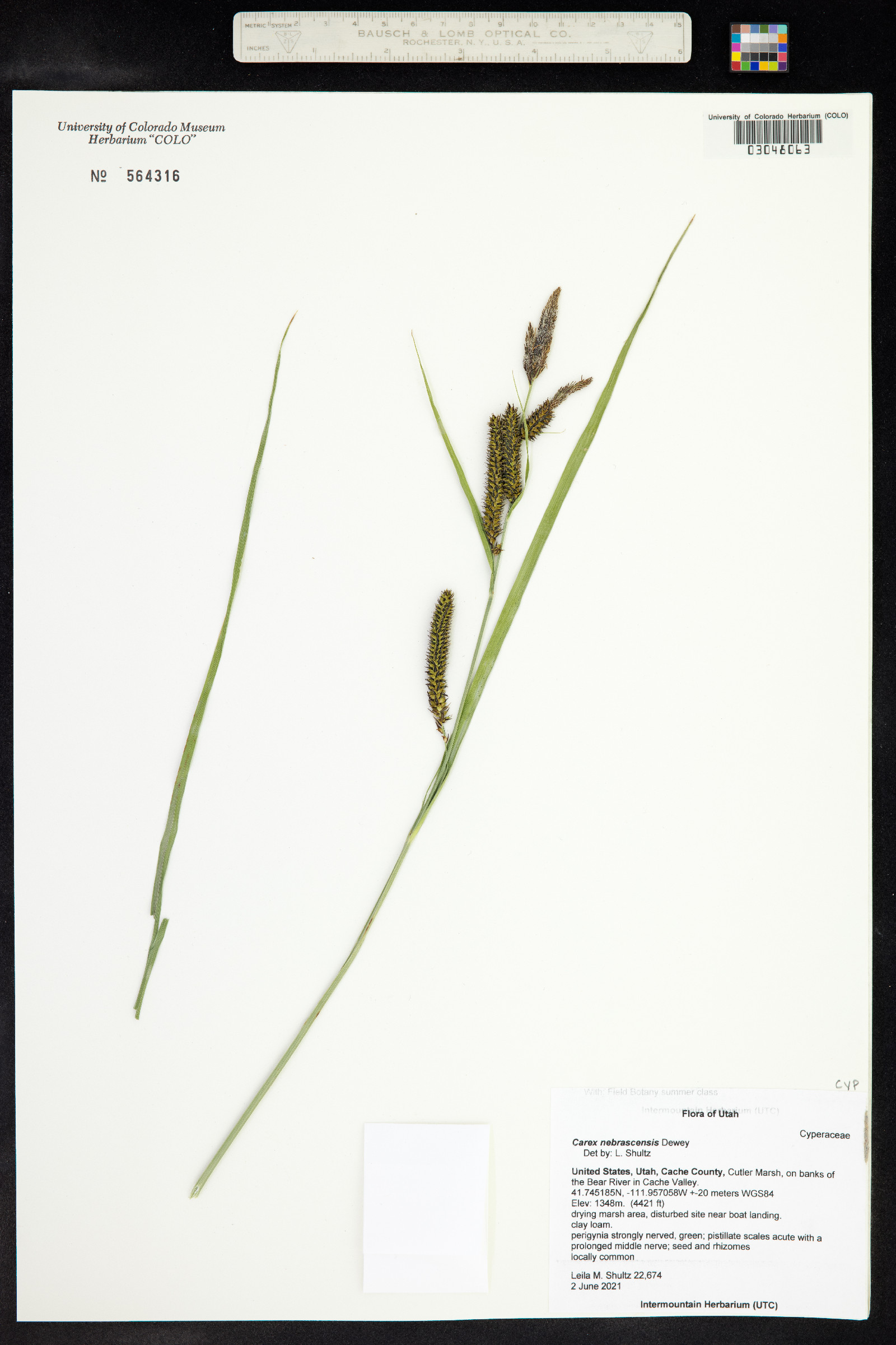 Carex nebrascensis image
