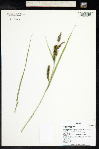 Carex nebrascensis image