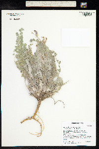 Astragalus mollissimus image