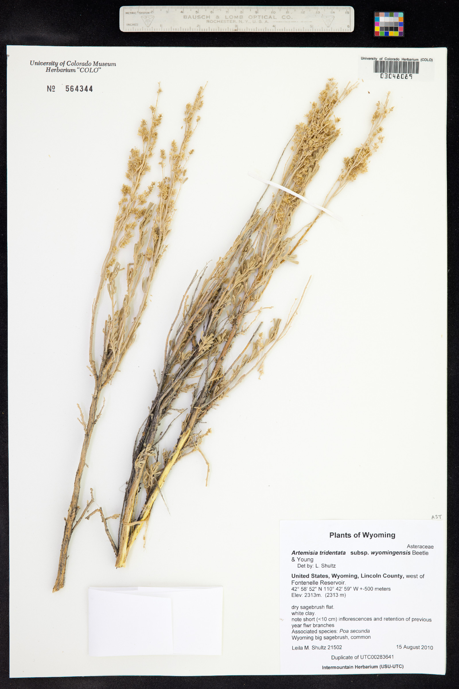 Artemisia tridentata image