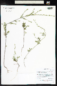 Descurainia incana image
