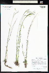 Boechera stricta image