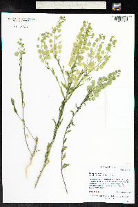 Thlaspi arvense image