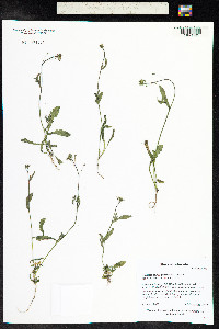 Capsella bursa-pastoris image