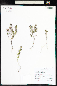 Alyssum desertorum image