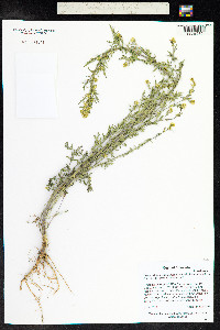 Descurainia incana image