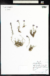 Smelowskia americana image