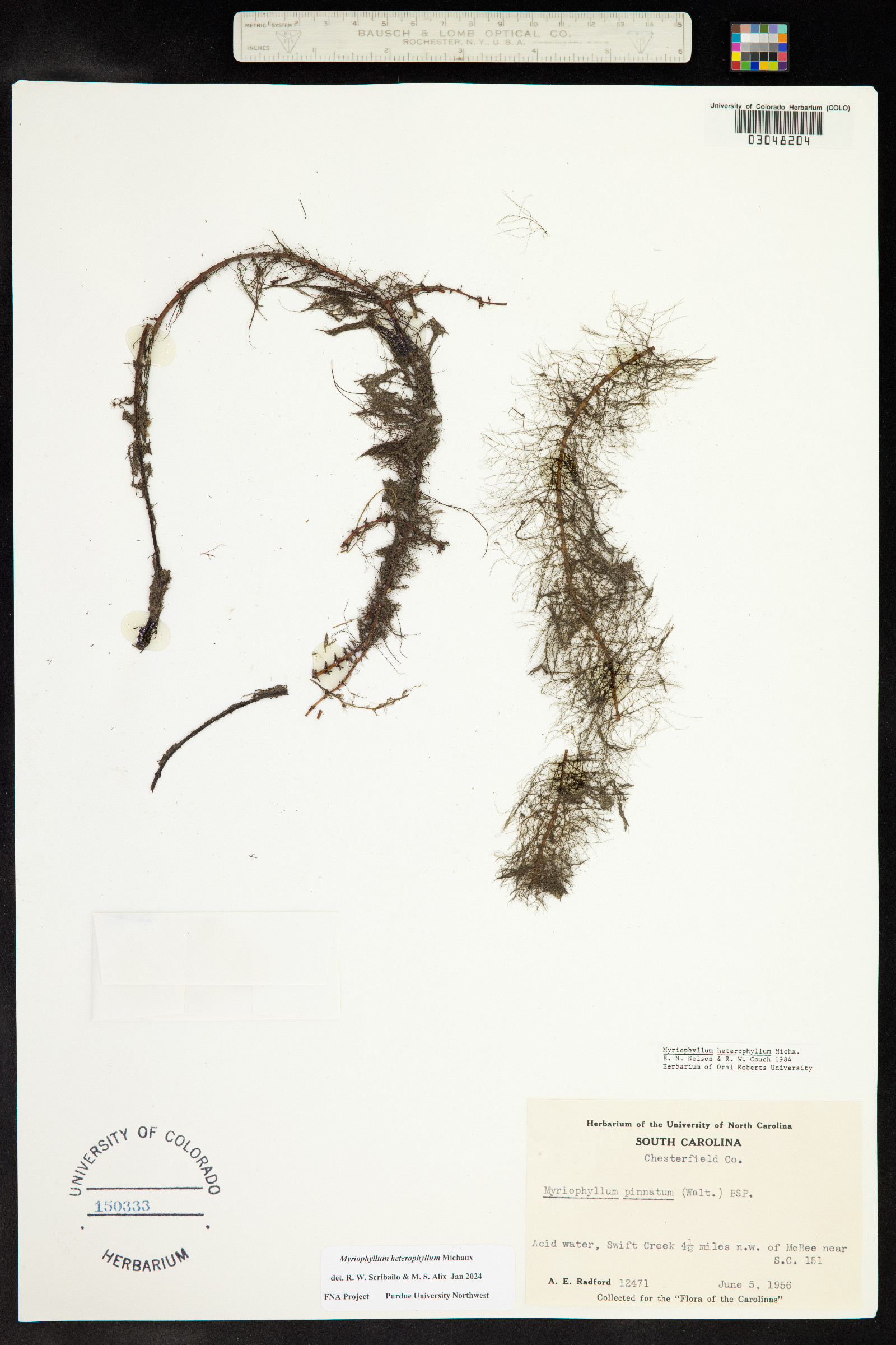 Myriophyllum heterophyllum image