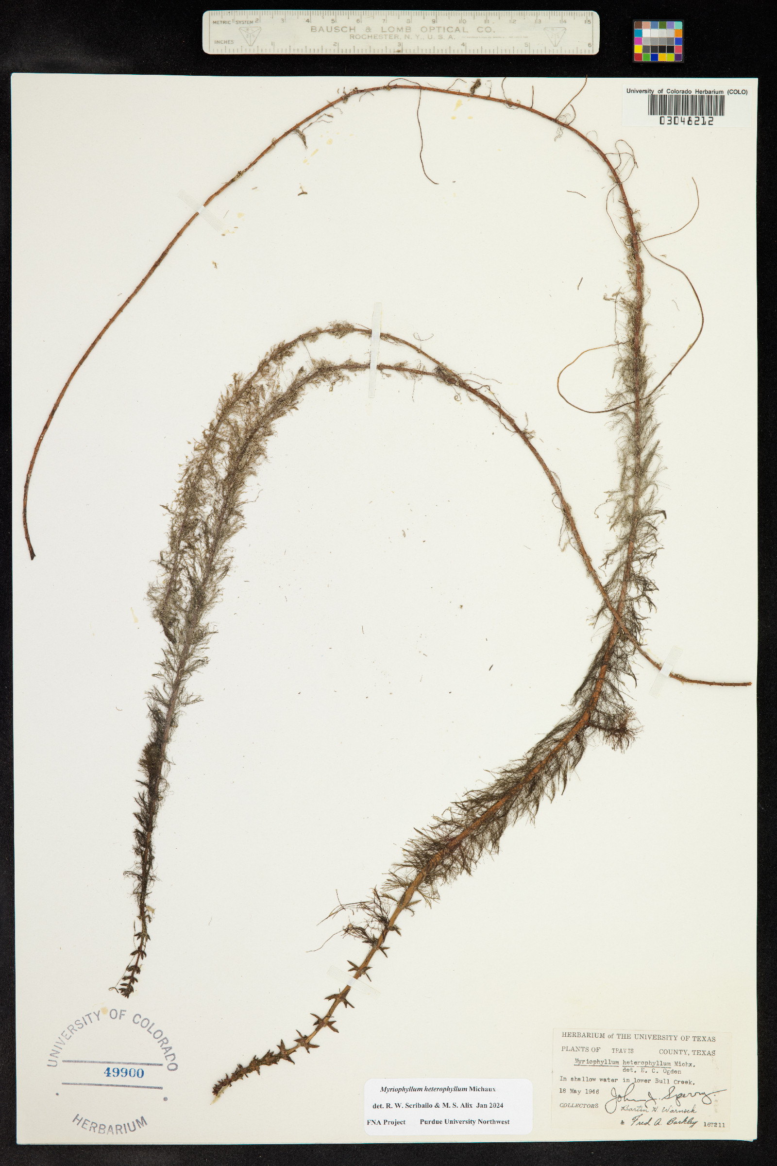Myriophyllum heterophyllum image
