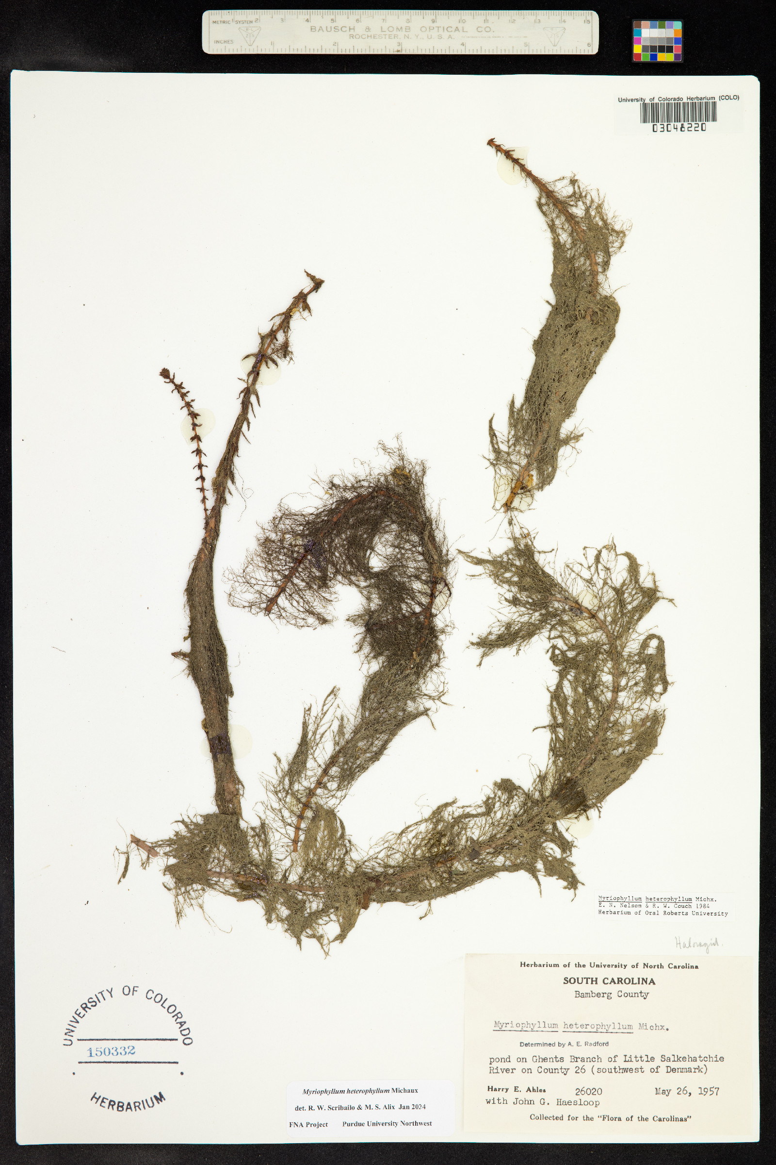 Myriophyllum heterophyllum image