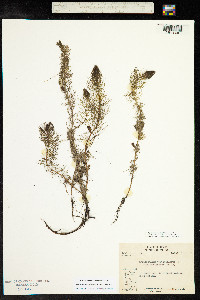 Myriophyllum verticillatum image