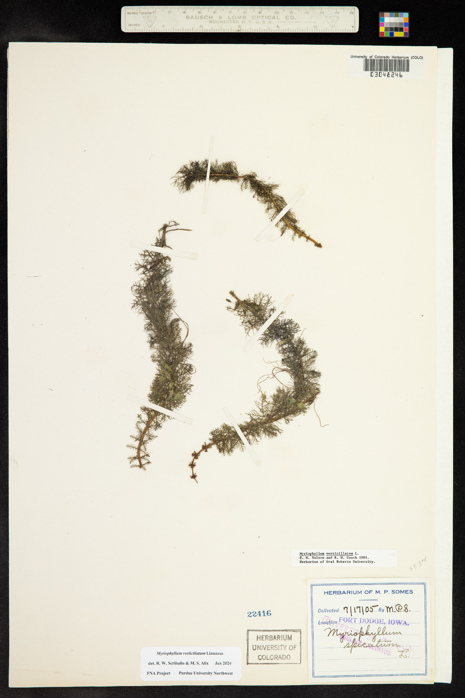 Myriophyllum verticillatum image
