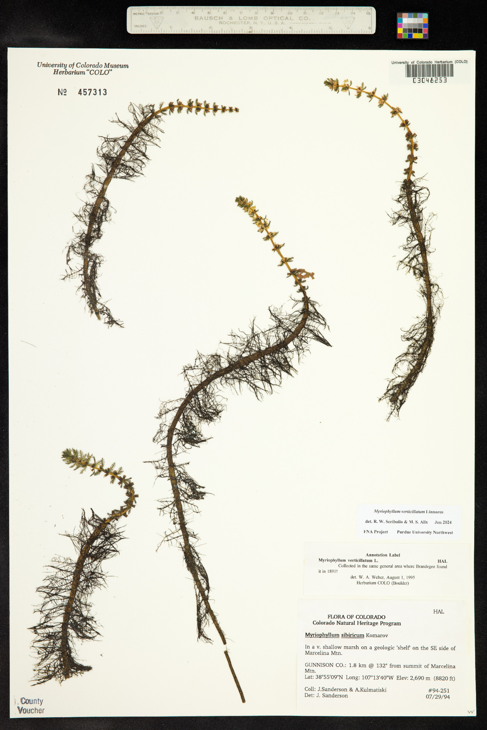 Myriophyllum verticillatum image