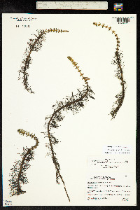 Myriophyllum verticillatum image