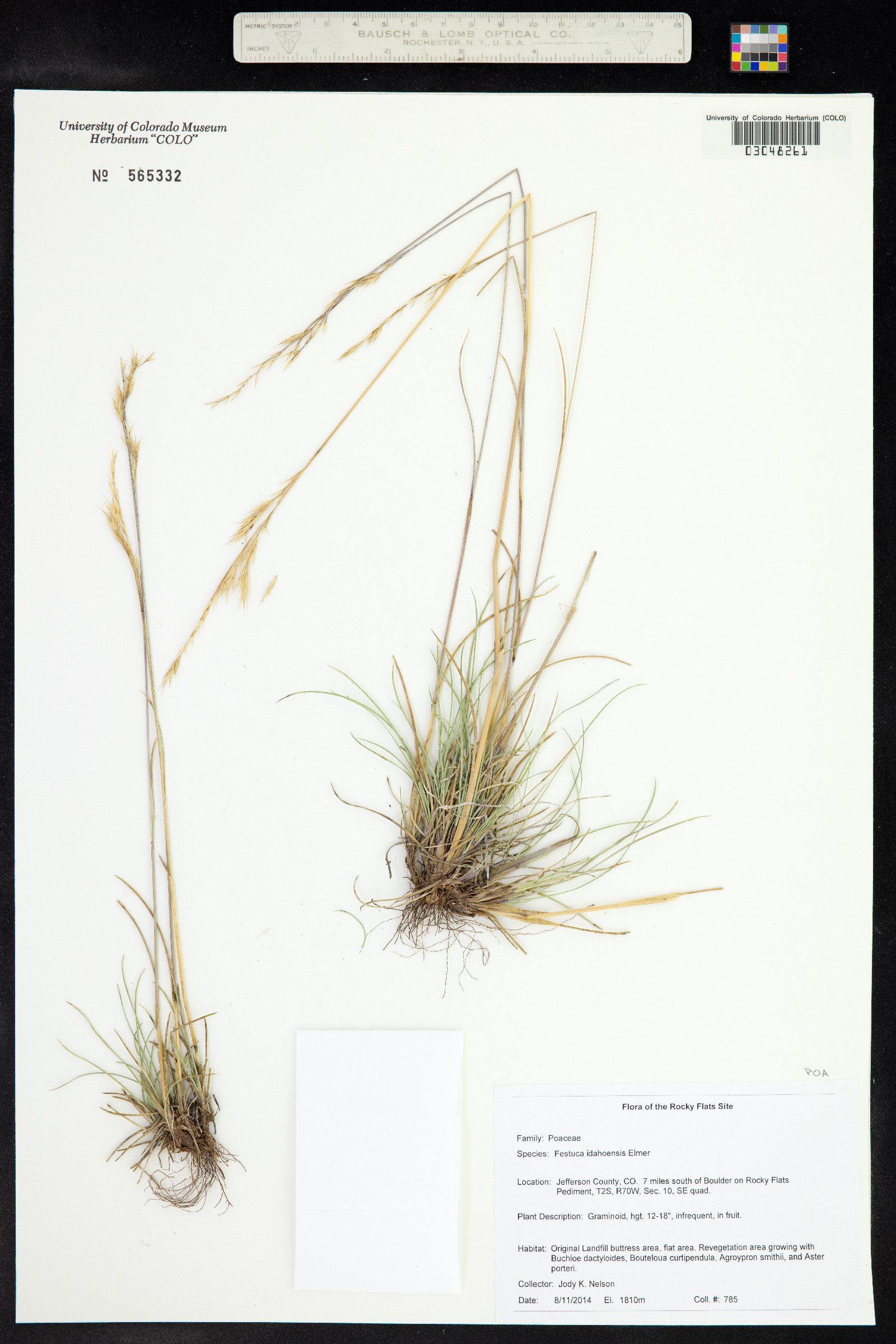 Festuca idahoensis image