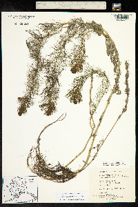 Myriophyllum verticillatum image