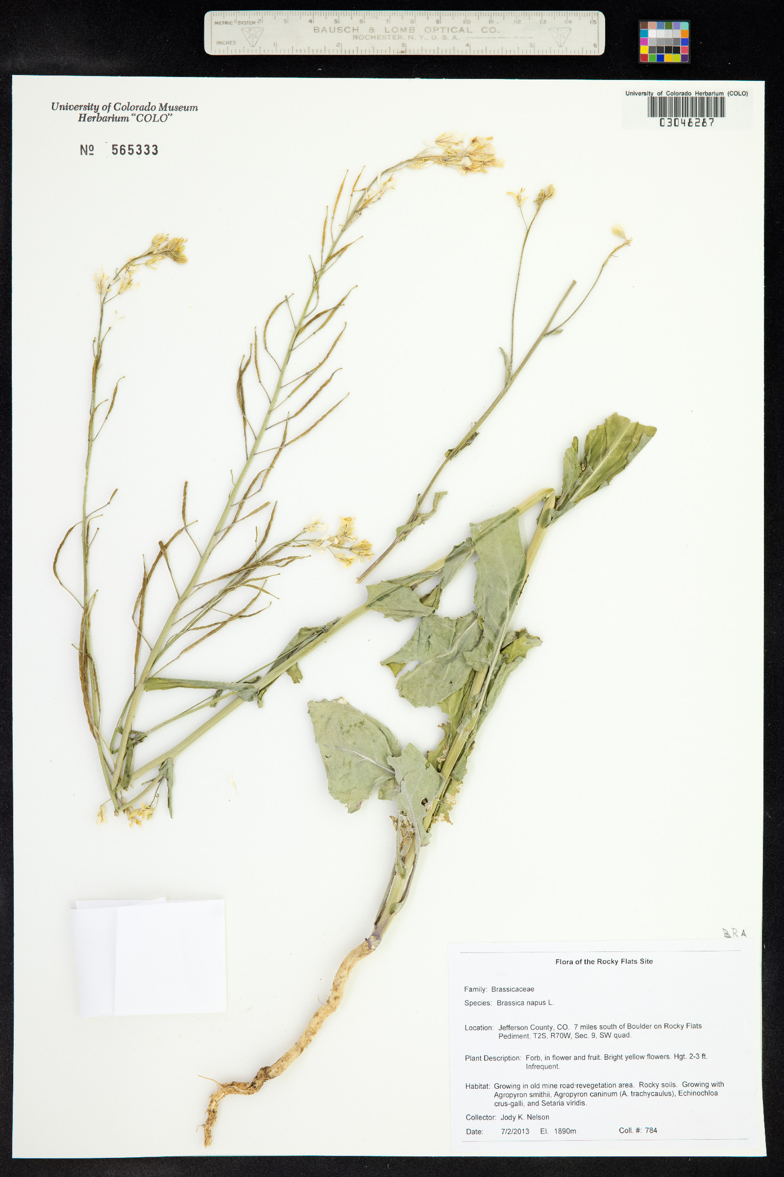 Brassica napus image