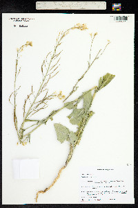 Brassica napus image