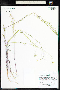 Descurainia incana image