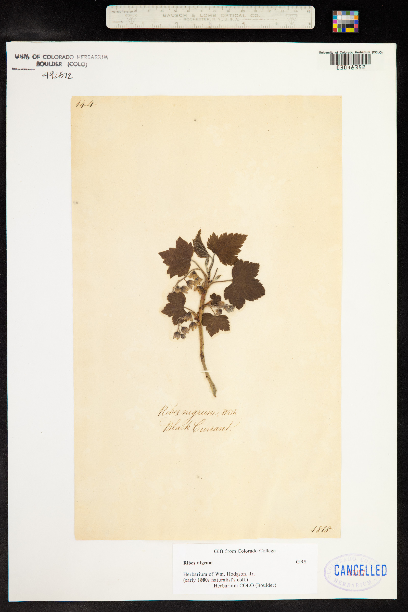 Ribes nigrum image