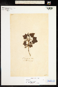 Ribes nigrum image