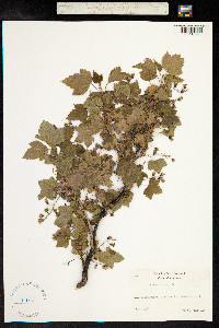 Ribes nigrum image