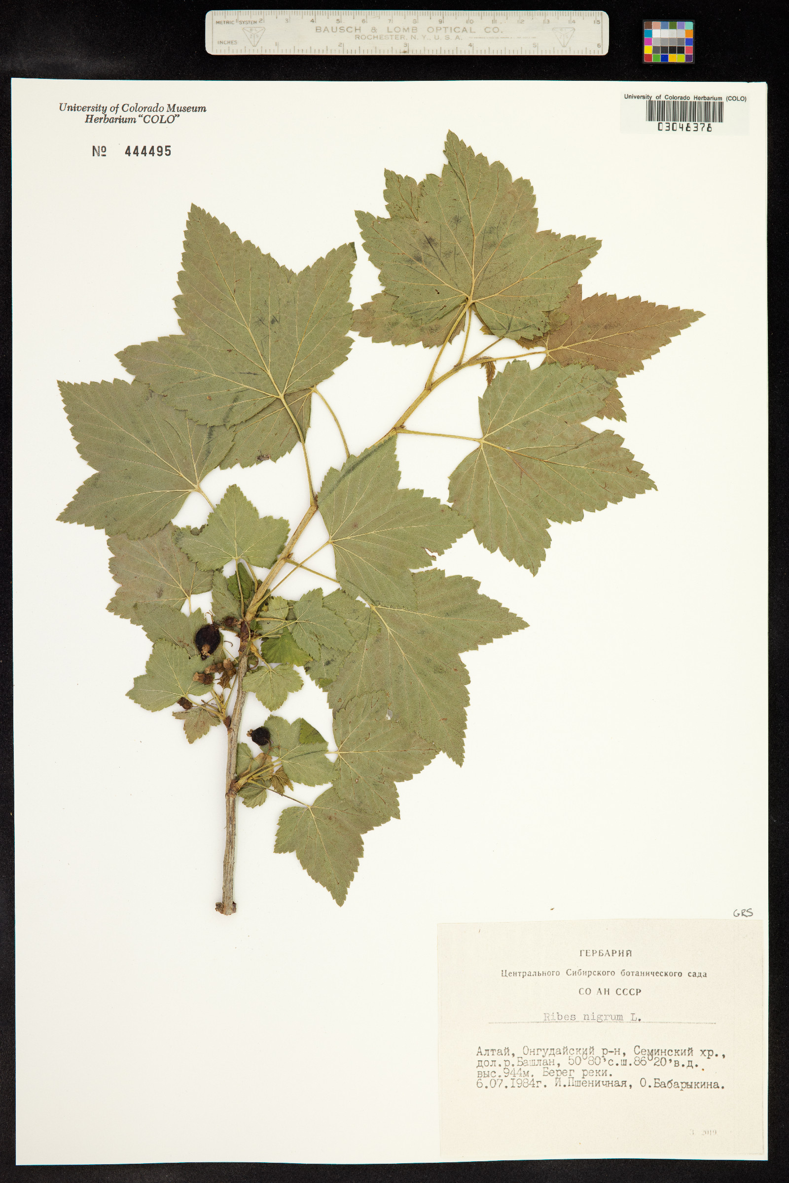 Ribes nigrum image