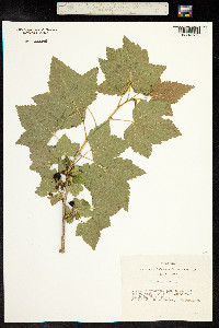 Ribes nigrum image