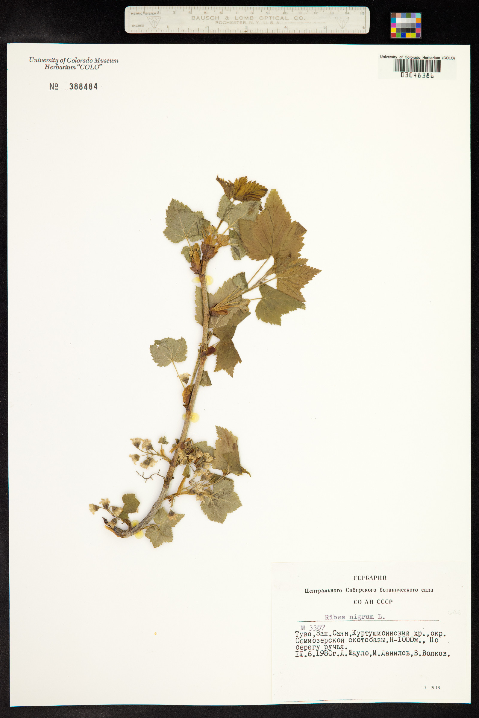 Ribes nigrum image