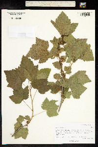 Ribes nigrum image