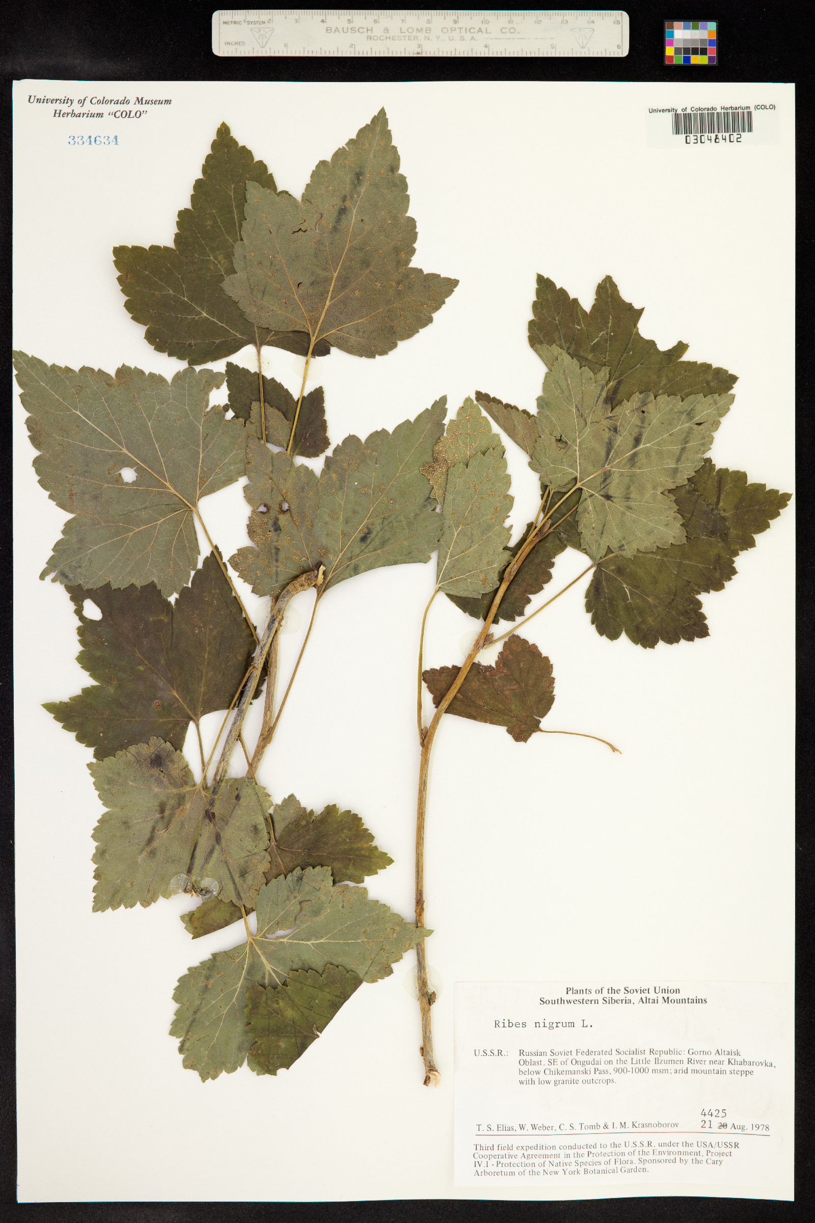 Ribes nigrum image