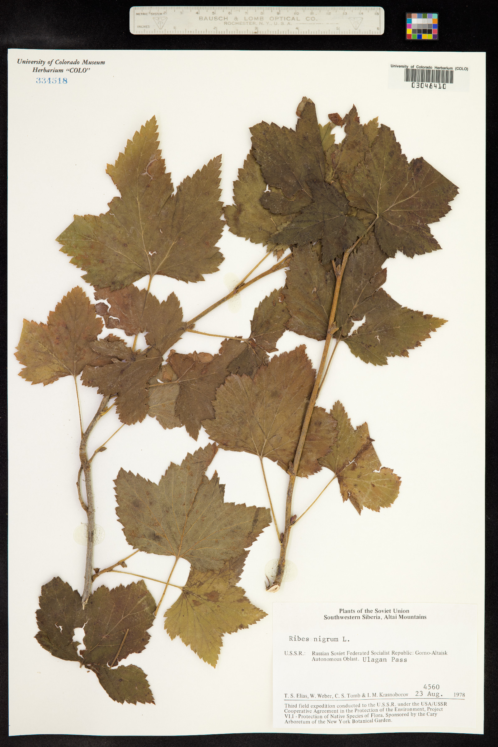 Ribes nigrum image