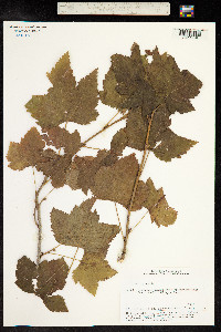 Ribes nigrum image