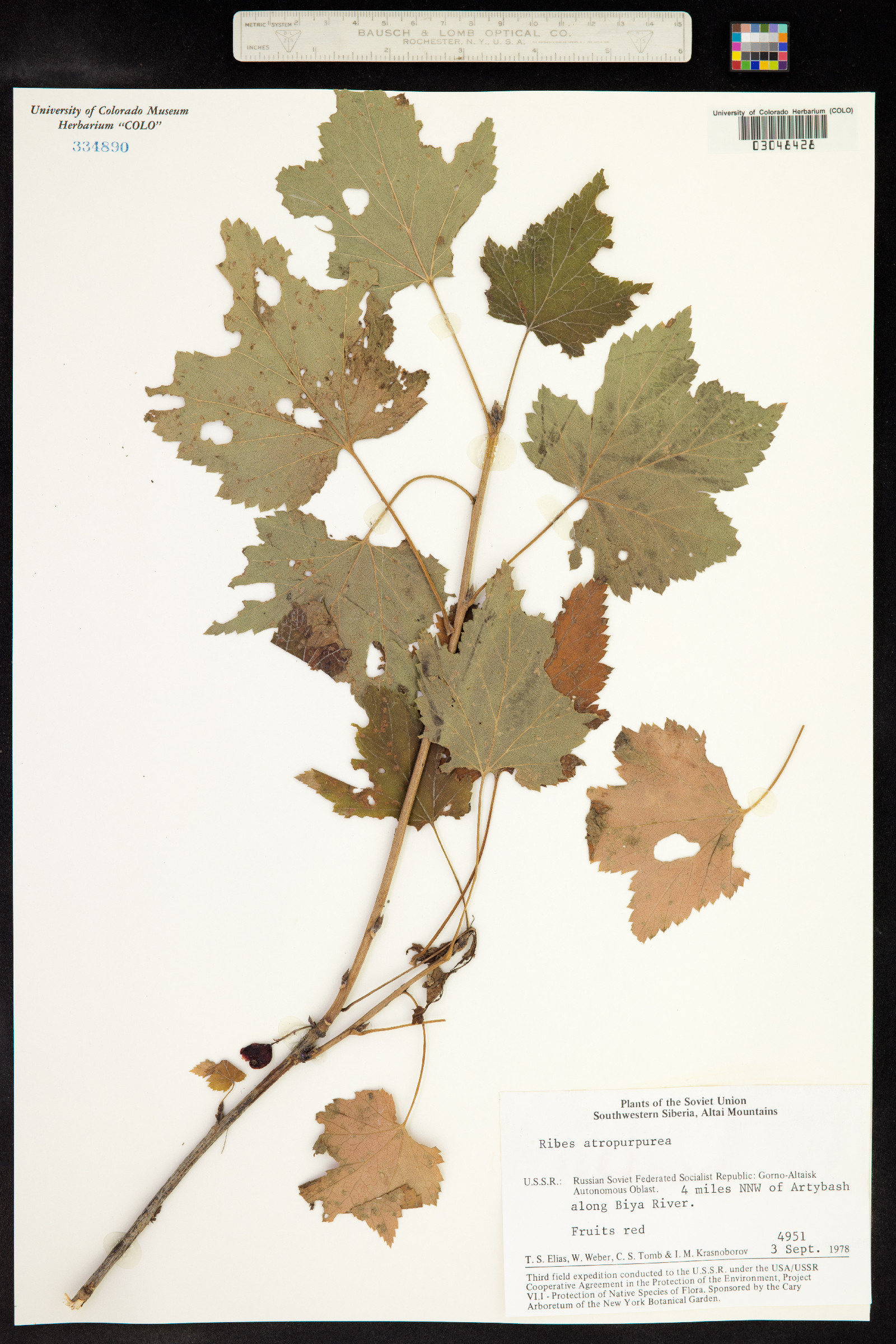 Ribes petraeum image