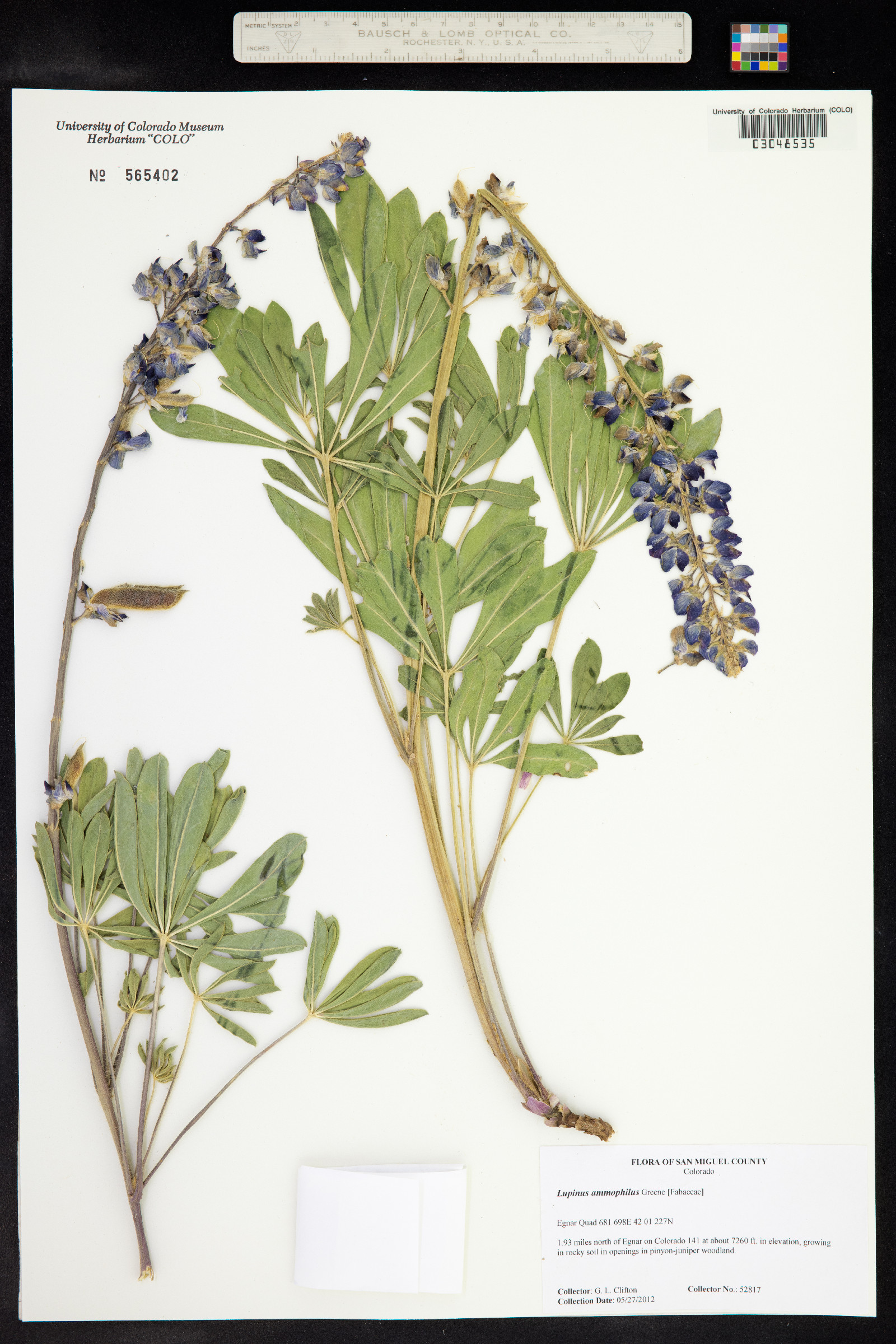 Lupinus ammophilus image